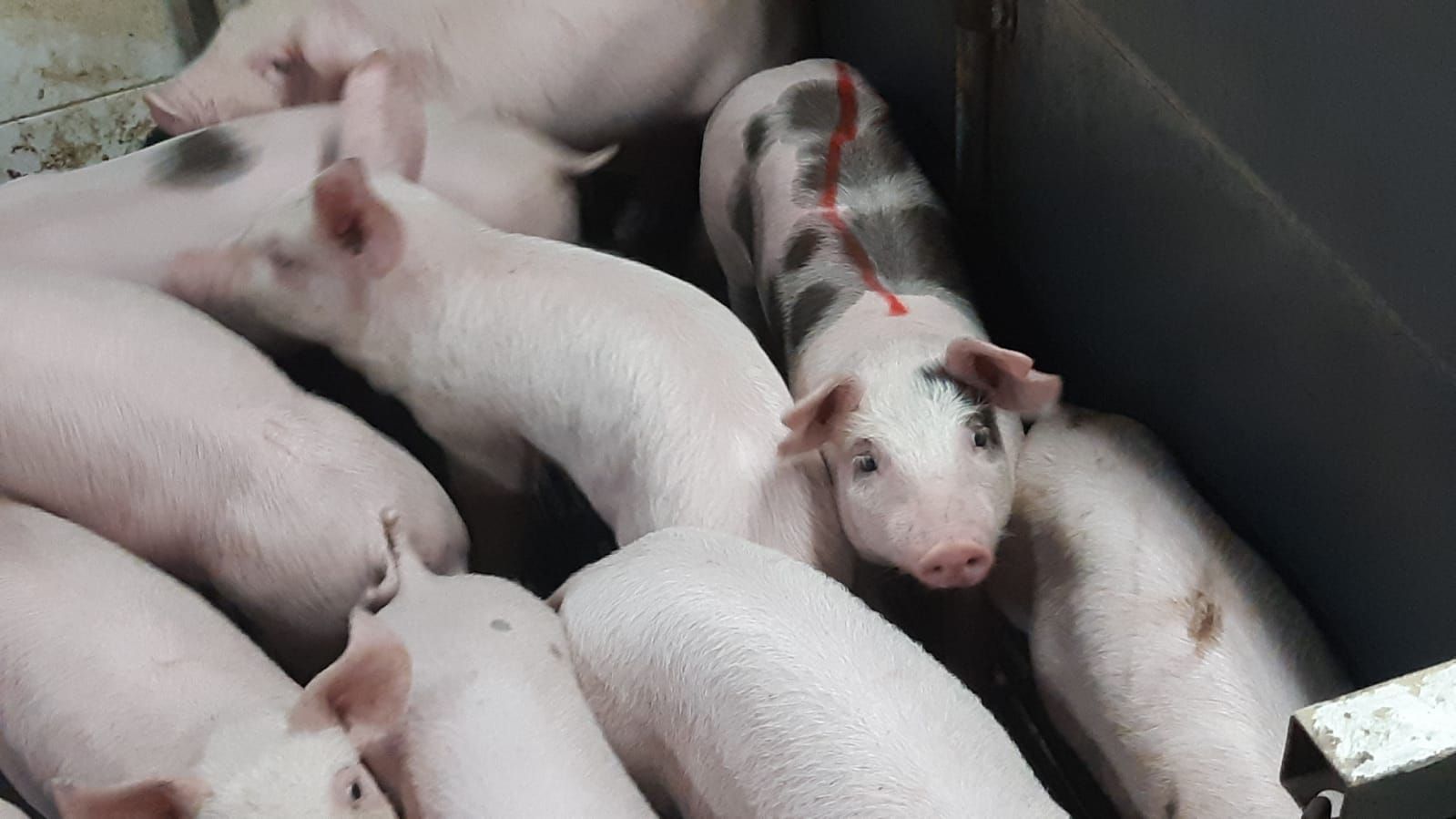 אורית מסומנת יום לפני יציאתה לחיי חופש